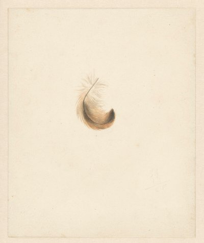 Studio di una piuma da Albertus Steenbergen