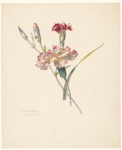 Foglio di studio con garofani da Albertus Steenbergen