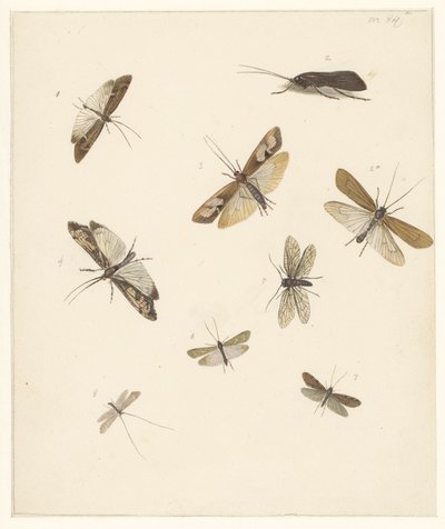 Foglio di studio con otto falene da Albertus Steenbergen