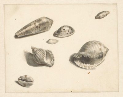 Foglio di studio con varie conchiglie da Albertus Steenbergen