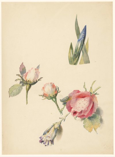 Foglio di studio con tre rose e un