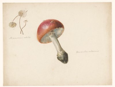 Foglio di studio con funghi, l