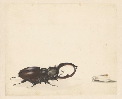 Foglio di studio con cervo volante e falena appena uscita da Albertus Steenbergen