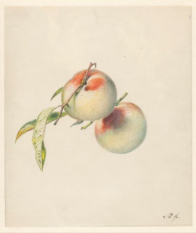 Due pesche sui loro gambi da Albertus Steenbergen