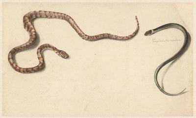Due serpenti tropicali da Albertus Steenbergen