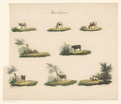Mucche nel paesaggio (Macedonia) da Albertus Verhoesen