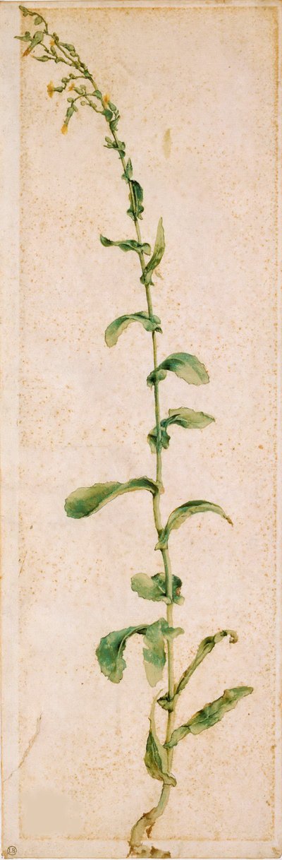Una pianta di tabacco, primo quarto del XVI secolo da Albrecht Dürer