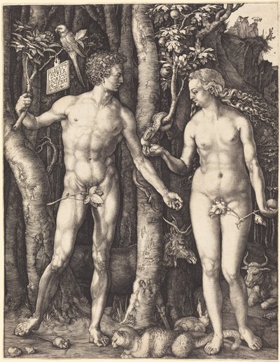  da Albrecht Dürer