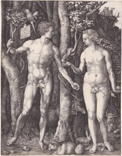  da Albrecht Dürer