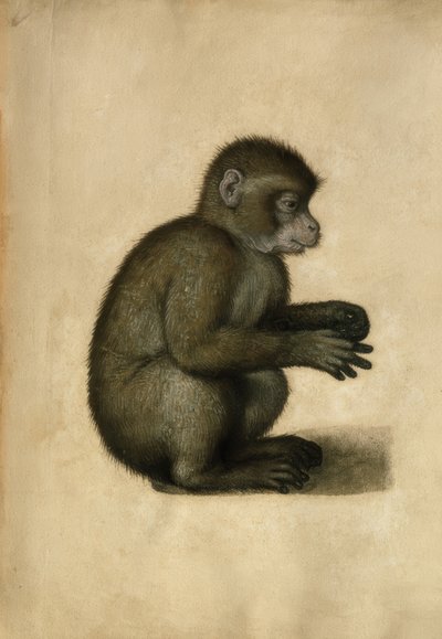 Scimmia da Albrecht Dürer