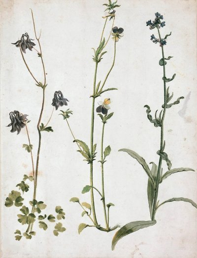 Akelei, Stiefmütterchen und Ochsenzunge, primo quarto del XVI secolo da Albrecht Dürer