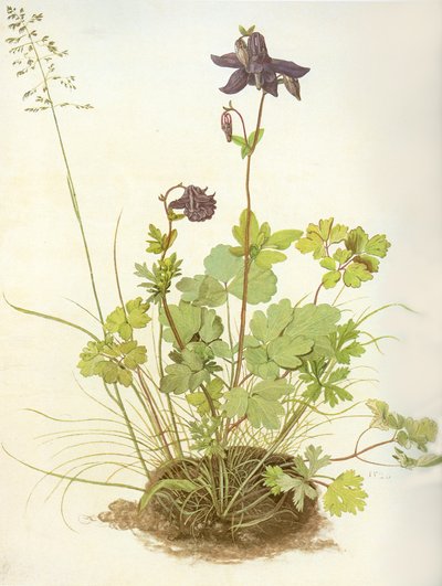 Albrecht D Colombina da Albrecht Dürer