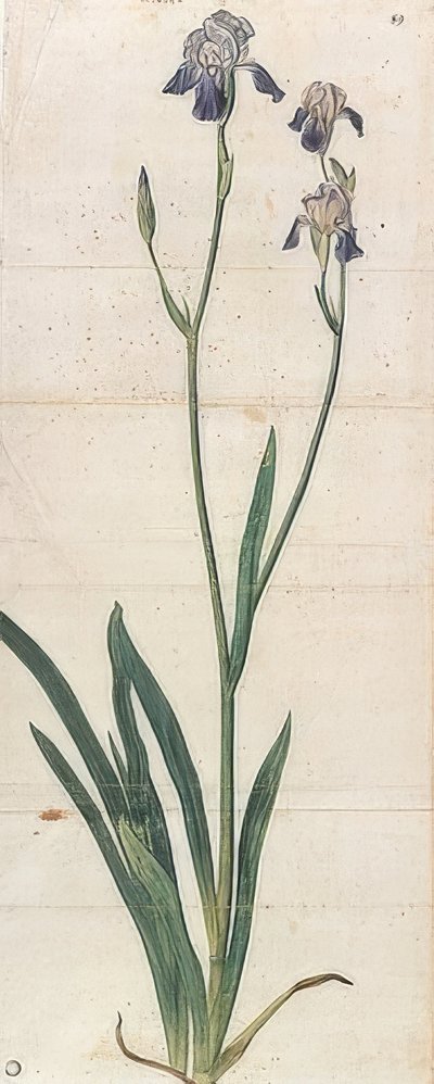 Iris germanica in fiore da Albrecht Dürer