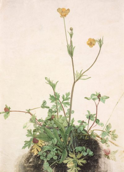 Ranuncoli, trifoglio rosso e piantaggine da Albrecht Dürer