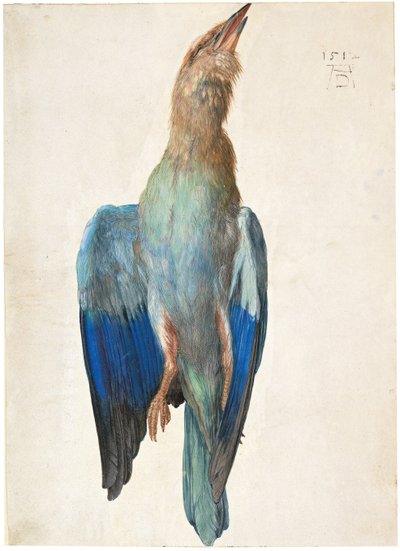 Ghiandaia Blu Morta, 1500 o 1512 da Albrecht Dürer