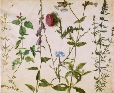 Otto studi di fiori selvatici, ca 1515-1520 da Albrecht Dürer
