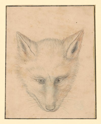 Testa di volpe, vista frontale da Albrecht Dürer