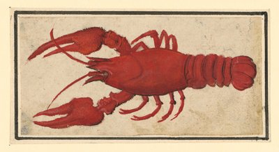  da Albrecht Dürer