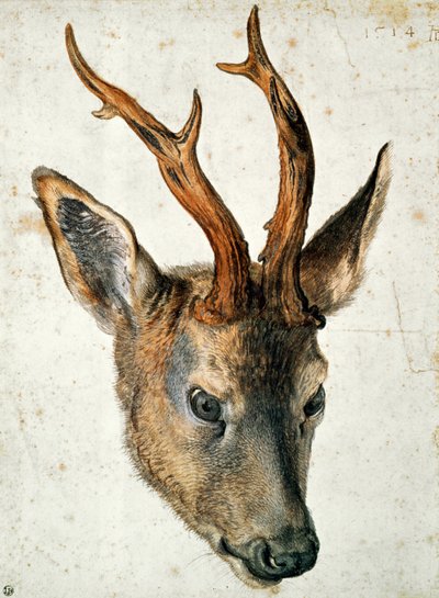 Testa di un capriolo da Albrecht Dürer
