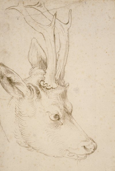 Testa di un capriolo da Albrecht Dürer