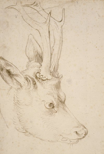 Testa di un capriolo da Albrecht Dürer