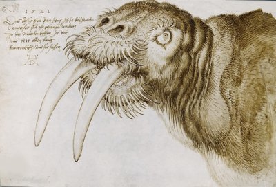 Testa di tricheco, 1521 da Albrecht Dürer