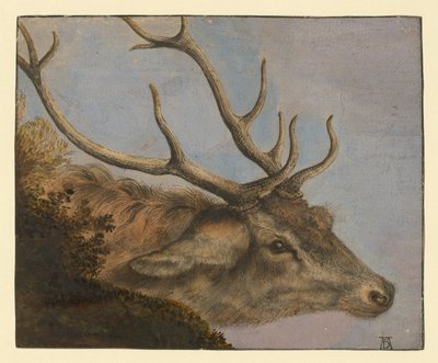 Testa di cervo da Albrecht Dürer