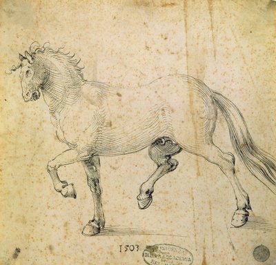 Cavallo, 1503 da Albrecht Dürer