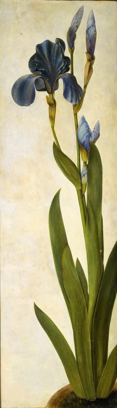 Iris troiana da Albrecht Dürer