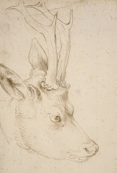 Testa di un capriolo da Albrecht Dürer
