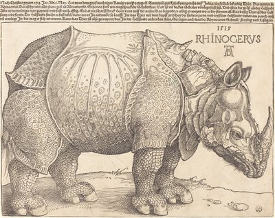 Latino:  Rhinocerus Il rinoceronte da Albrecht Dürer