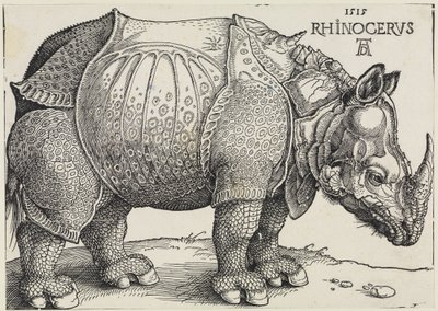 Rhinocerus (Il rinoceronte) da Albrecht Dürer