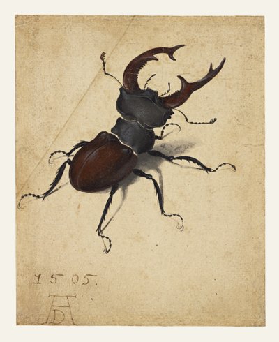  da Albrecht Dürer