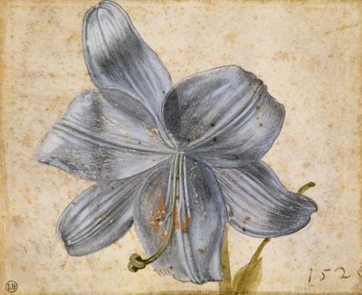 Studio di un giglio, 1526 da Albrecht Dürer