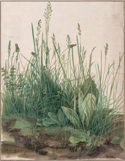 Il grande pezzo di prato, 1503 da Albrecht Dürer