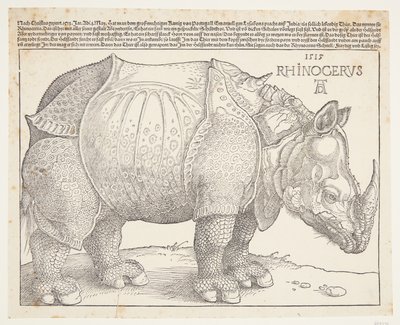 Il rinoceronte da Albrecht Dürer