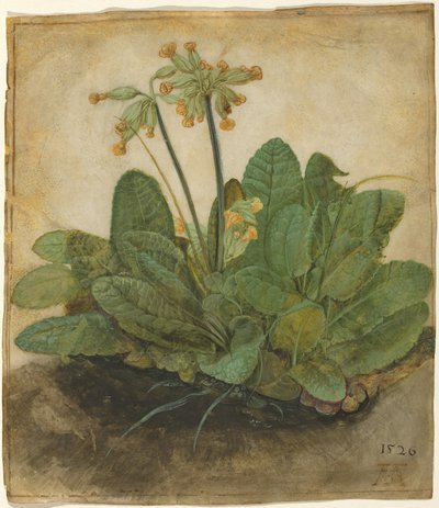 Ciuffo di Primule da Albrecht Dürer