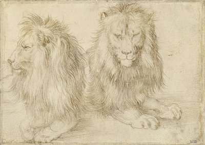 Due leoni seduti da Albrecht Dürer