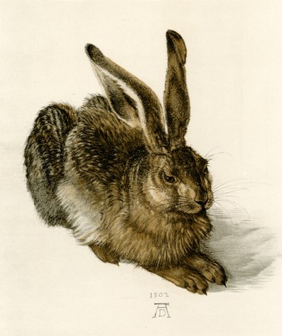 Giovane lepre da Albrecht Dürer