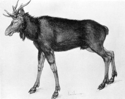 Giovane alce scandinava con corna immature, fine XV-inizio XVI secolo da Albrecht Dürer