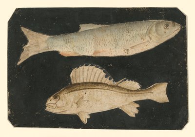  da Albrecht Dürer