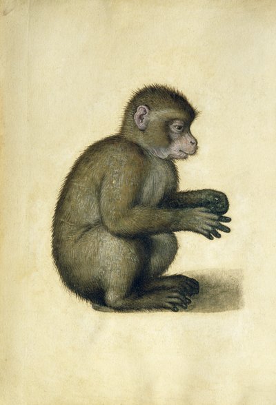 Una scimmia da Albrecht Dürer