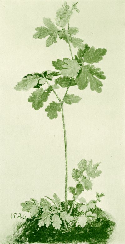 Celidonia da Albrecht Dürer