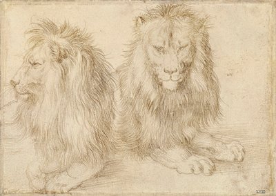 Due leoni seduti da Albrecht Dürer