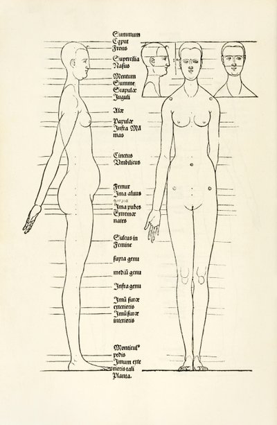 Incisione anatomica femminile da 