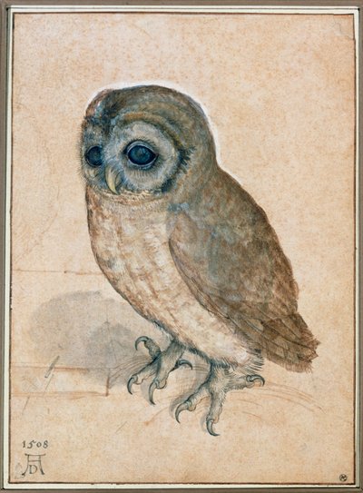 Kaeuzchen - Il piccolo gufo da Albrecht Dürer or Duerer