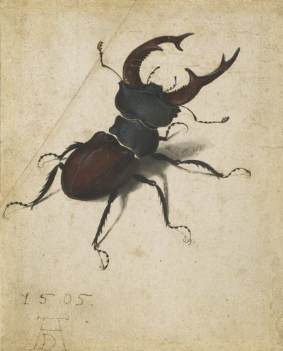 Cervo volante da Albrecht Dürer