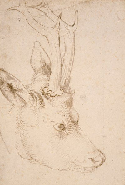 Testa di capriolo maschio - Disegno di Albrecht Durer (1471-1528), verso il 1503 - Penna e pennello, inchiostro grigio e marrone su carta di Albrecht Durer (1471-1528), ca 1503 - 22,8x15,3 cm - Nelson-Atkins Museum of Art, Kansas City, Missouri da Albrecht Dürer