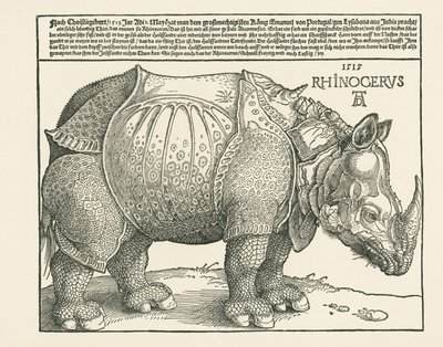 Il Rinoceronte da Albrecht Dürer or Duerer