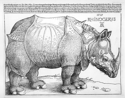 Il Rinoceronte da Albrecht Dürer